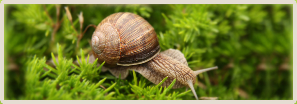 Business plan allevamento di lumache 05 picture