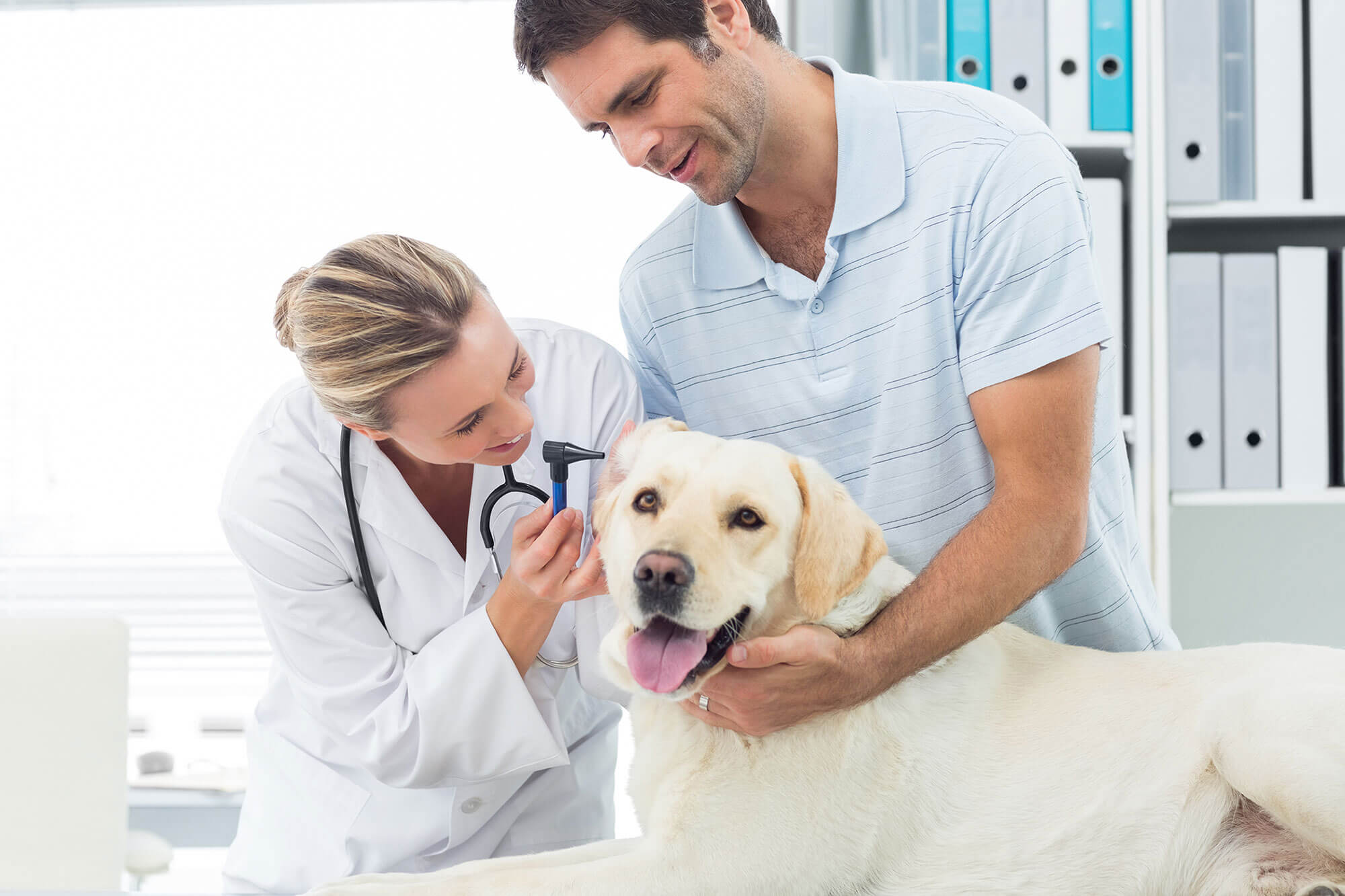 Quanto Guadagna Un Veterinario In Svizzera